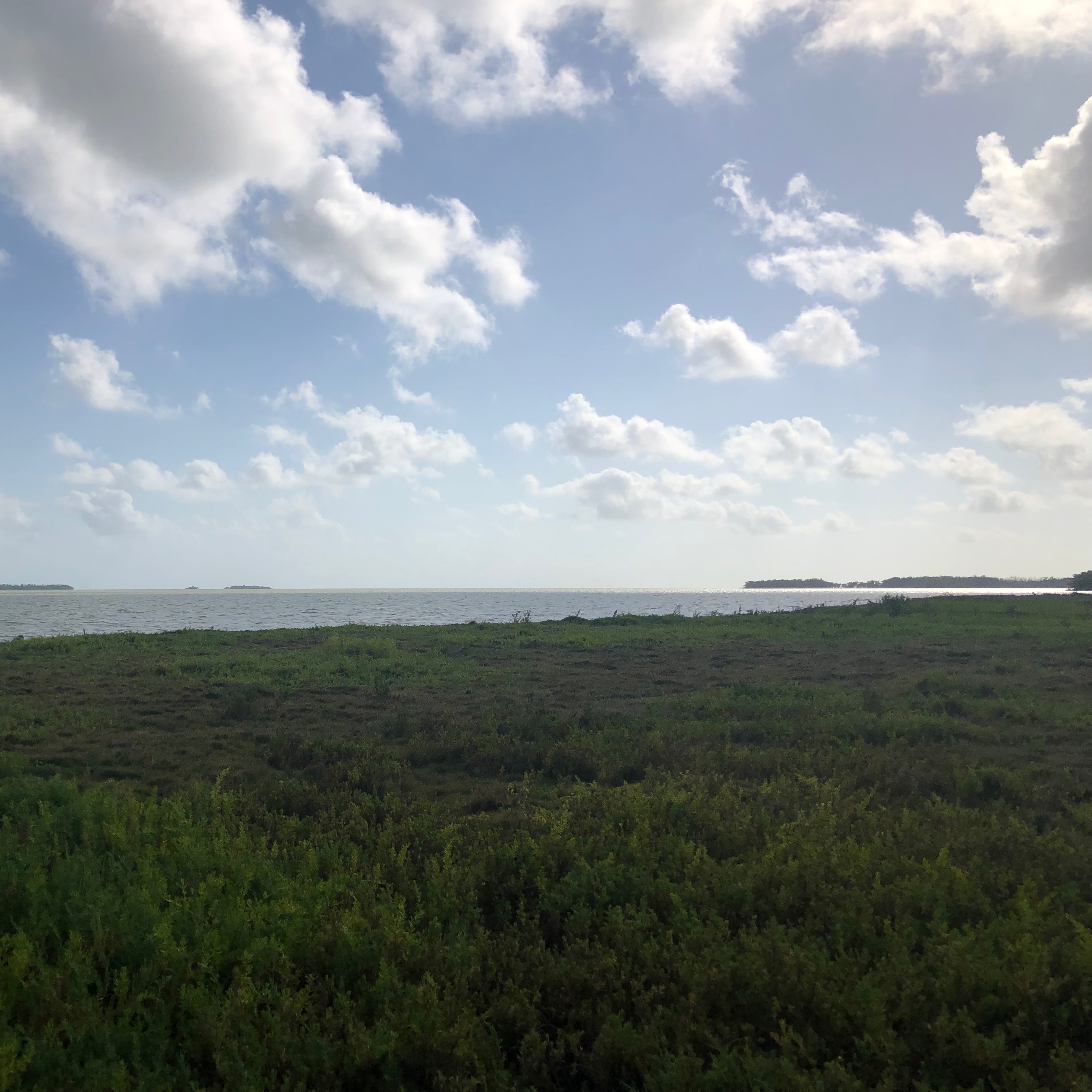 Living Shoreline Suitability Meta-analysis