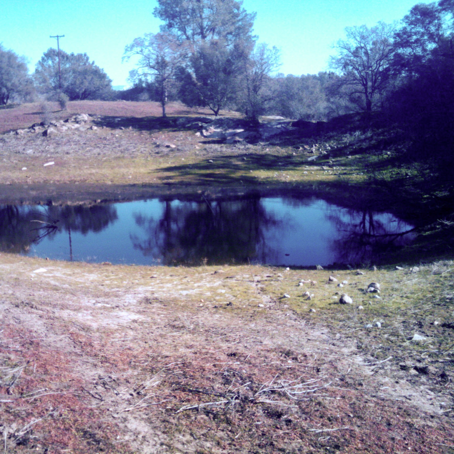 Terrestrial Habitat Use by Western Pond Turtles