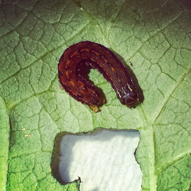 Evaluating Microbial Biologics for Lepidopteran Pest Control in Crops